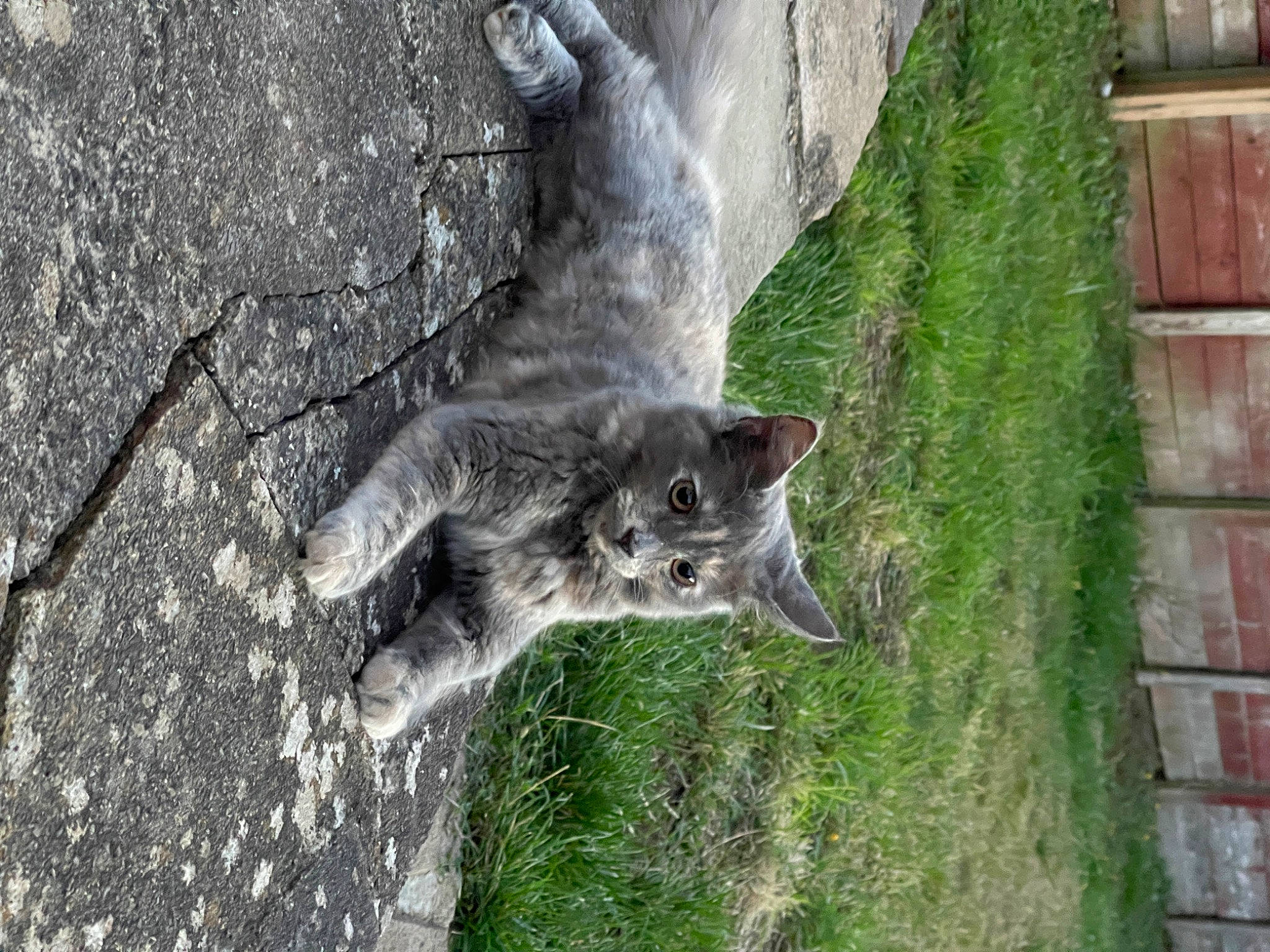 Loki joined the competition — help win amazing prizes! brickwork, carnivore, cat, domestic_short_haired_cat, felidae, fur, grass, grey, groundcover, organism, plant, small_to_medium_sized_cats, snout, tail, terrestrial_animal, tree, trunk, whiskers, wildlife, wood