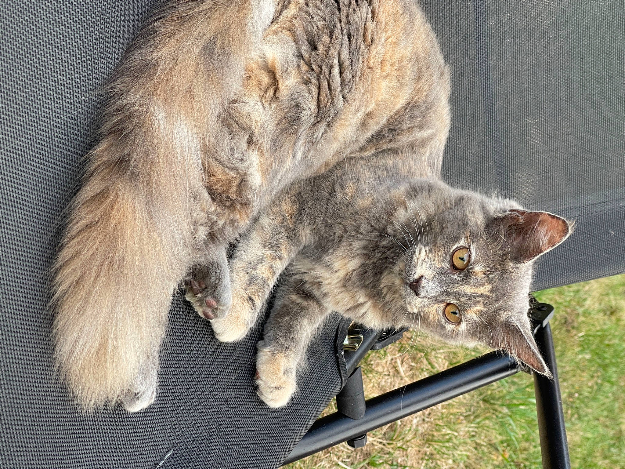 Loki is registered to the contest to win money with this photo: carnivore, cat, claw, domestic_short_haired_cat, felidae, fur, grey, paw, small_to_medium_sized_cats, tail, terrestrial_animal, vertebrate, whiskers, wildlife