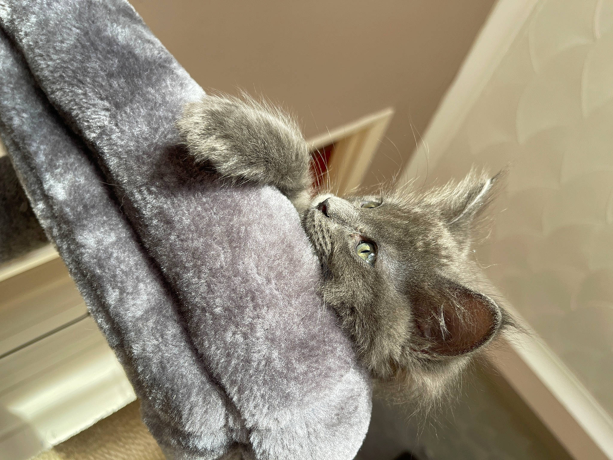 Thor is registered to the contest to win money with this photo: cat, claw, comfort, domestic_short_haired_cat, ear, felidae, fur, gesture, grey, natural_material, paw, small_to_medium_sized_cats, snout, tail, terrestrial_animal, whiskers, wood, working_animal