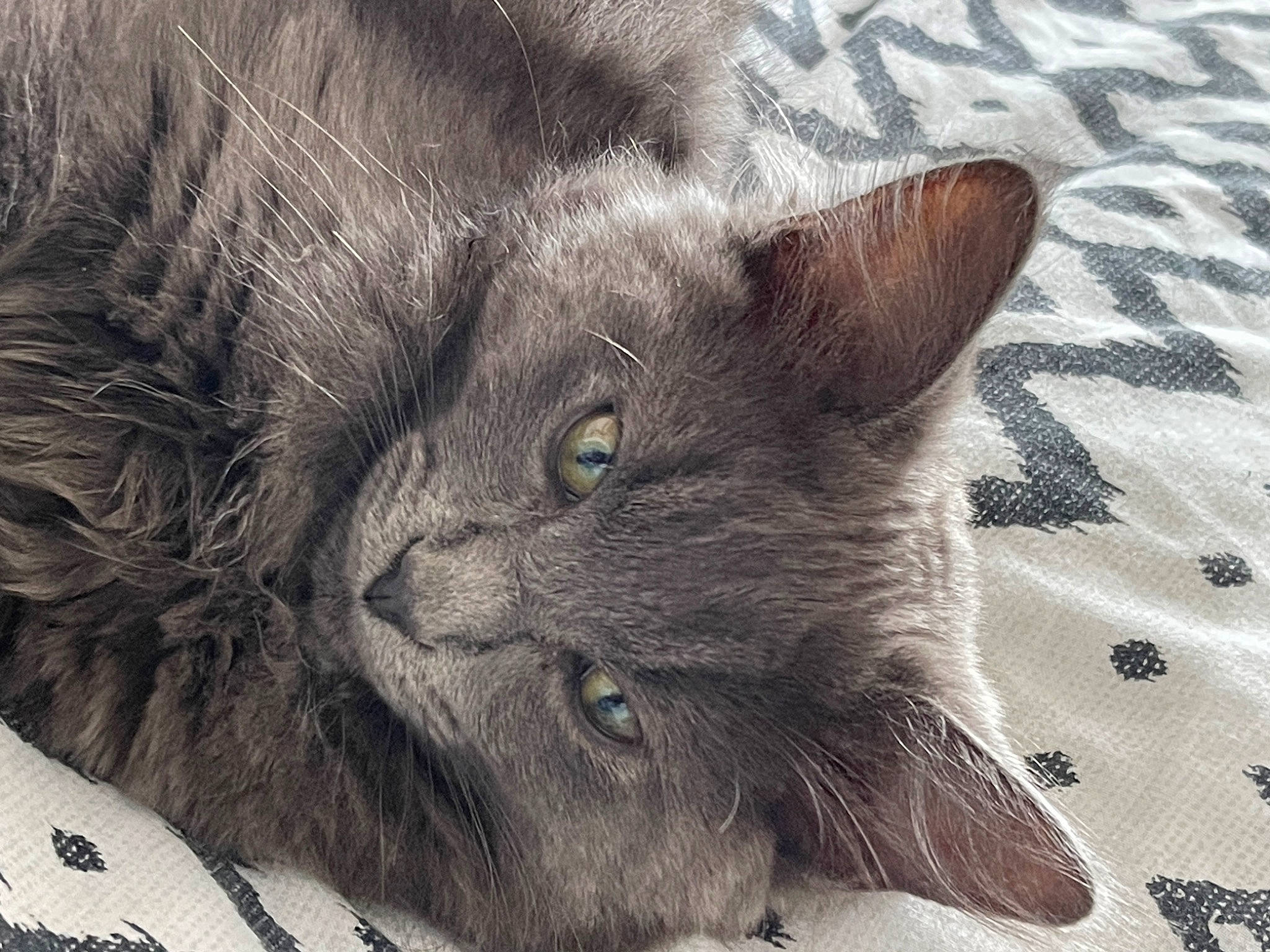 Thor joined the competition — help win amazing prizes! black_cat, carnivore, cat, claw, comfort, domestic_short_haired_cat, eye, felidae, fur, grey, head, paw, small_to_medium_sized_cats, snout, terrestrial_animal, whiskers