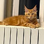 cat, orange_tabby, pet, indoor, radiator, window, relaxed, feline, fur, ears, whiskers, paws, animal, cute, portrait, looking_at_camera, domestic_cat, cozy, resting, home