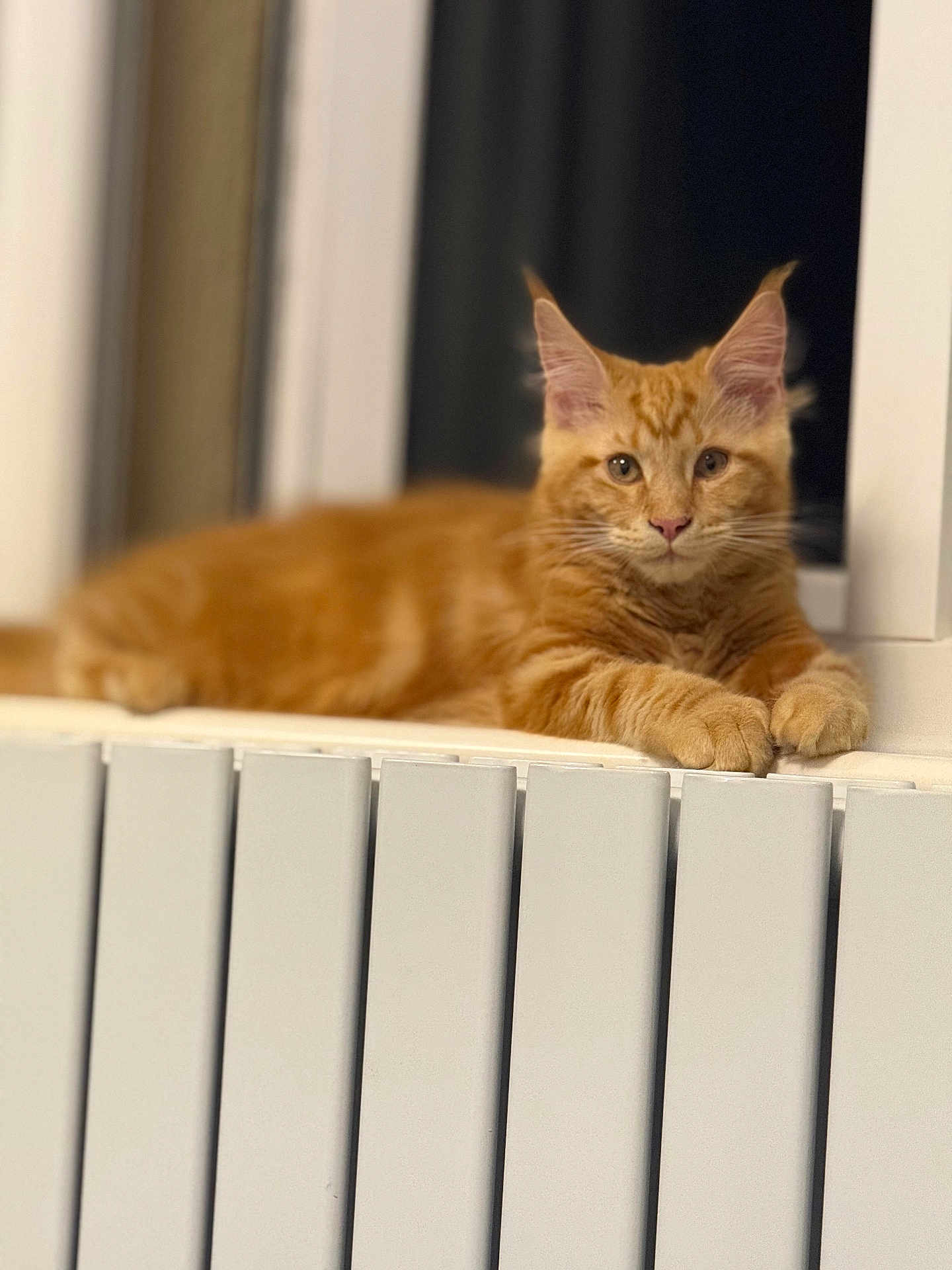 Zeus