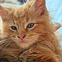 Zeus joined the competition — help win amazing prizes! kitten, cat, ginger_cat, fluffy, close_up, blue_eyes, whiskers, pink_nose, feline, pet, cute, animal, fur, portrait, relaxed, soft_light, indoor, young_cat, sleepy, adorable