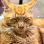 Zeus joined the competition — help win amazing prizes! cat, orange_tabby, close_up, fur, whiskers, sleeping, pet, animal, cute, domestic_cat, feline, relaxed, soft_light, portrait, mammal, face, ears, nose, peaceful