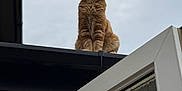 Zeus is registered to the contest to win money with this photo: cat, orange_tabby, rooftop, sky, cloudy, door, glass, fluffy_fur, looking_up, outdoor, pet, animal, feline, window, architecture, building, edge, sitting, profile, daylight