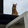 cat, orange_tabby, rooftop, sky, cloudy, door, glass, fluffy_fur, looking_up, outdoor, pet, animal, feline, window, architecture, building, edge, sitting, profile, daylight