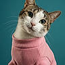 animal, cat, clothing, cozy, cute, domestic_cat, fashion, feline, fur, green_eyes, head_tilt, indoor, looking, pet, pink_sweater, portrait, soft_texture, studio, teal_background, whiskers