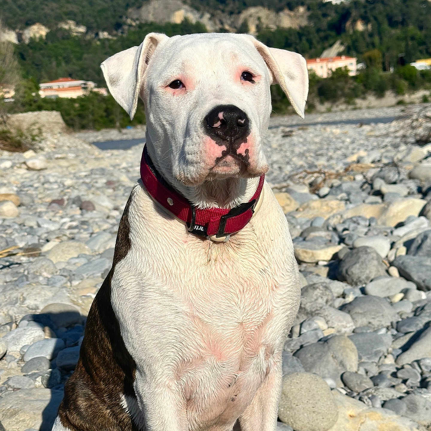Athena participe au concours pour gagner de l'argent avec cette photo : animal, boxer, bulldog, canine, dog, flagstone, hound, nature, outdoors, path, pebble, pet, pitbull, puppy, rock, rubble, slate, soil, walkway, whitedog