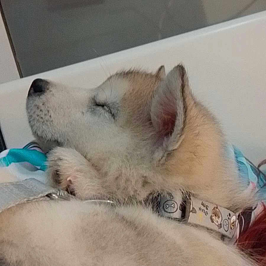 Ereza participe au concours pour gagner de l'argent avec cette photo : animal, blanket, closeup, collar, cozy, cute, dog, ears, fur, husky, indoors, mammal, pet, puppy, relaxation, resting, sleeping, snout, whiskers, young