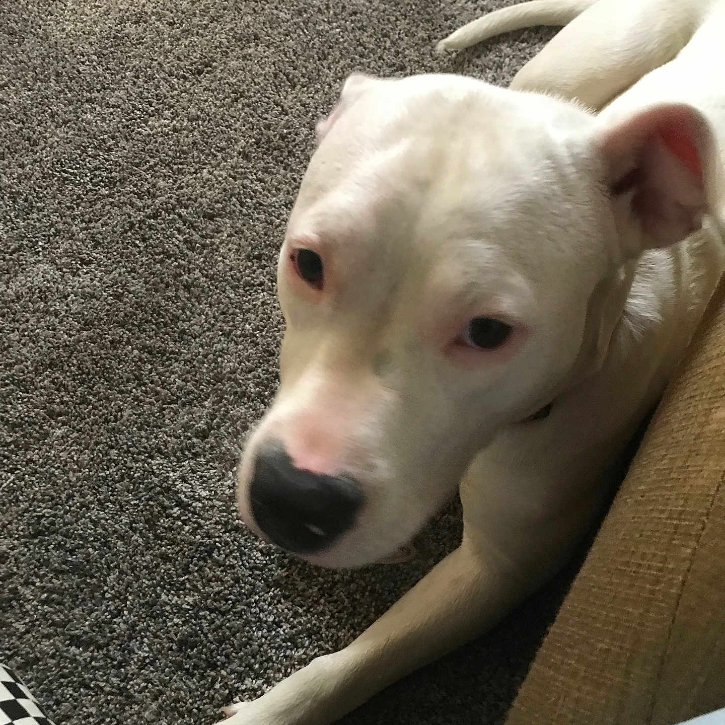 Luna joined the competition — help win amazing prizes! animal, ball, boxer, bulldog, canine, couch, dog, furniture, homedecor, hound, indoors, labradorretriever, pet, pitbull, pointer, puppy, sport, tennis, tennisball, whitedog