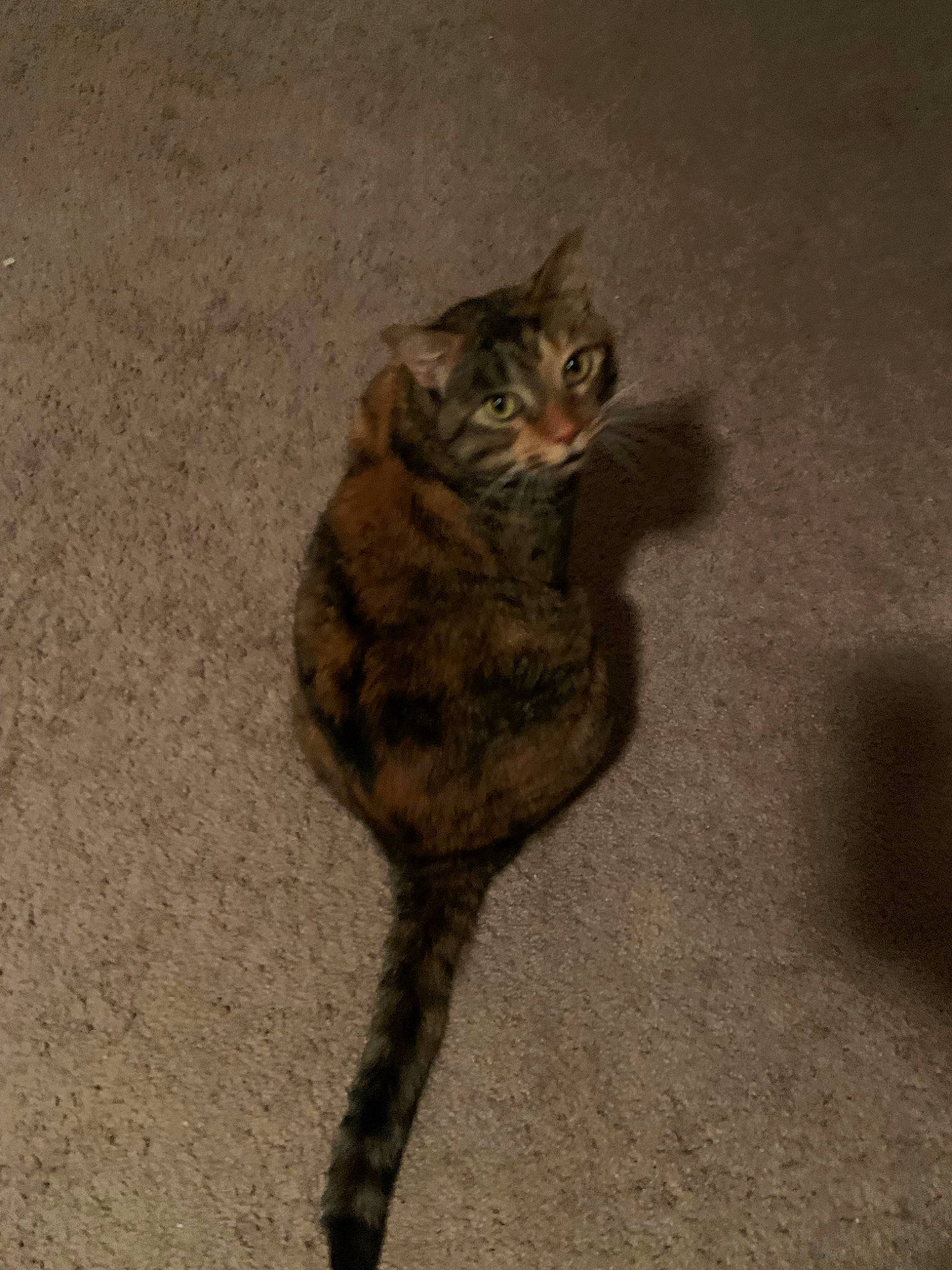 Joy is registered to the contest to win money with this photo: art, carnivore, cat, claw, domestic_short_haired_cat, fawn, felidae, fur, paw, shadow, small_to_medium_sized_cats, tail, terrestrial_animal, whiskers