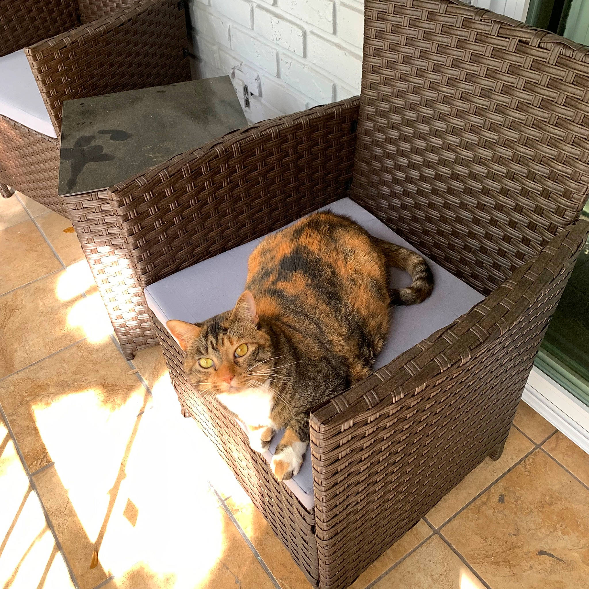 Joy is registered to the contest to win money with this photo: animal_shelter, basket, carnivore, cat, comfort, domestic_short_haired_cat, fawn, felidae, flooring, fur, hardwood, outdoor_furniture, pet_supply, plant, rectangle, small_to_medium_sized_cats, tail, whiskers, wicker, wood