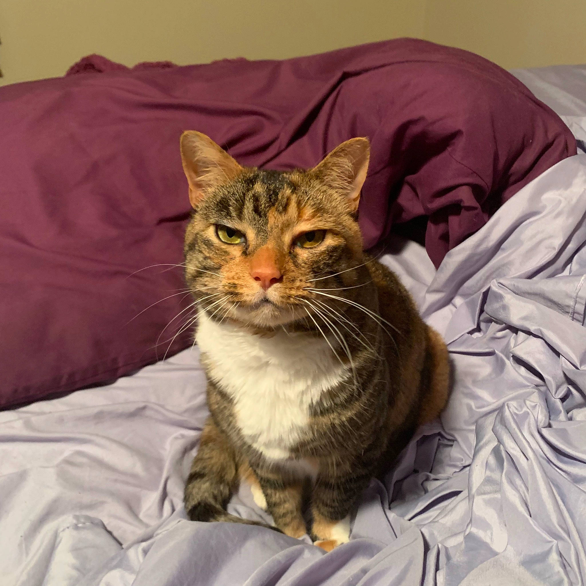 Joy joined the competition — help win amazing prizes! bed, bedding, blanket, carnivore, cat, claw, comfort, domestic_short_haired_cat, fawn, felidae, fur, linens, paw, sitting, sleeve, small_to_medium_sized_cats, snout, terrestrial_animal, whiskers, wildlife