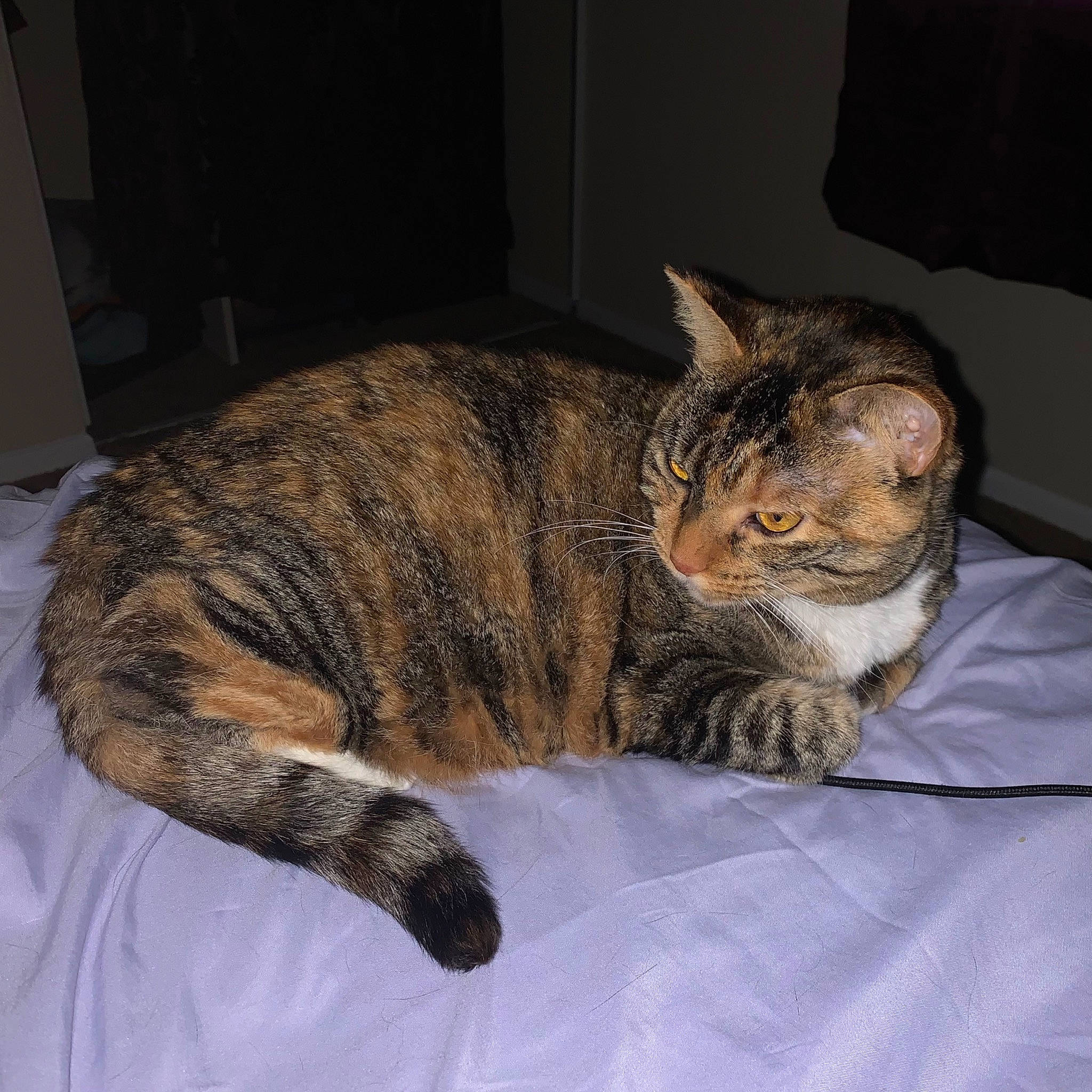 Joy joined the competition — help win amazing prizes! carnivore, cat, claw, comfort, domestic_short_haired_cat, fawn, felidae, fur, nap, paw, sleep, small_to_medium_sized_cats, snout, tail, terrestrial_animal, whiskers