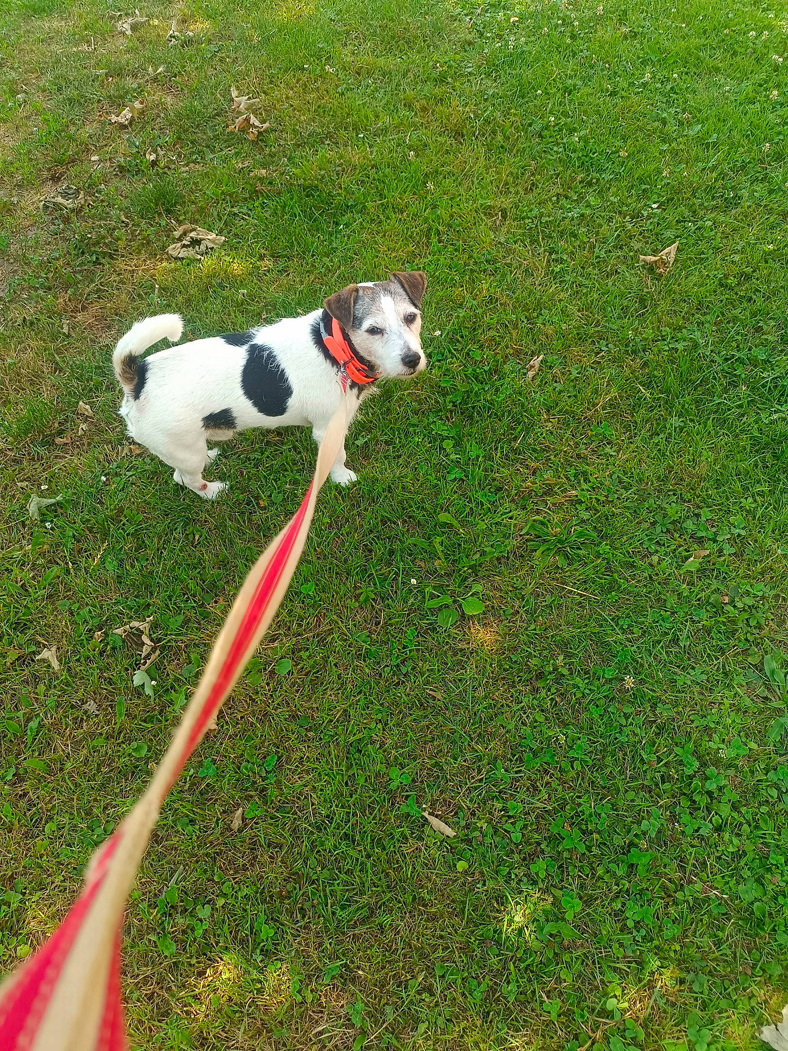 Flambeau participe au concours pour gagner de l'argent avec cette photo : canidae, carnivore, collar, companion_dog, coquelicot, dog, dog_breed, dog_collar, dog_supply, fawn, grass, grass_family, grassland, groundcover, hunting_dog, leash, non_sporting_group, plant, tail, working_animal