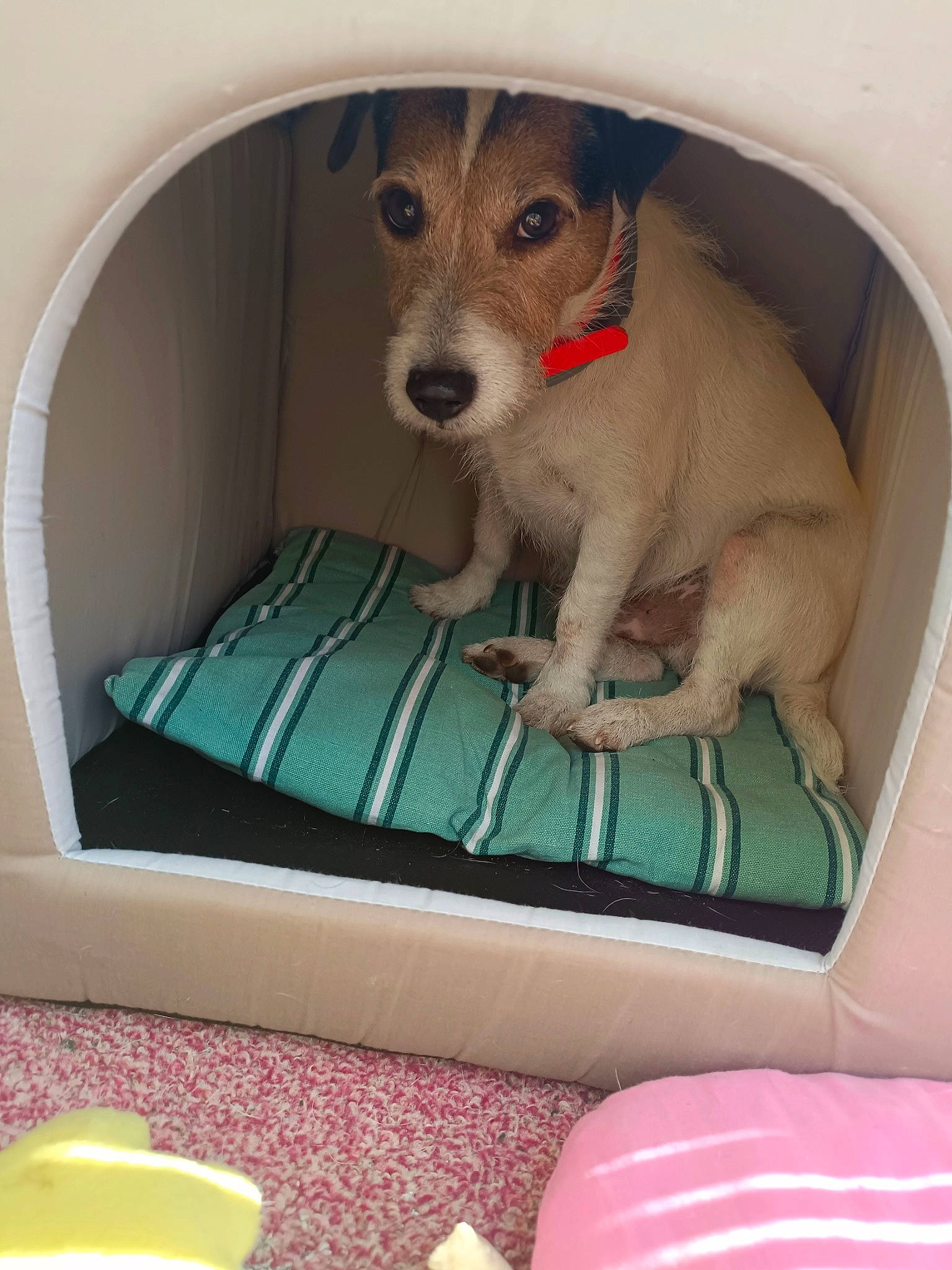 Loucky participe au concours pour gagner de l'argent avec cette photo : baby_products, canidae, carnivore, comfort, companion_dog, cup, dog, dog_breed, dog_supply, fawn, linens, paw, pet_supply, serveware, sporting_group, tableware, watch, working_terrier