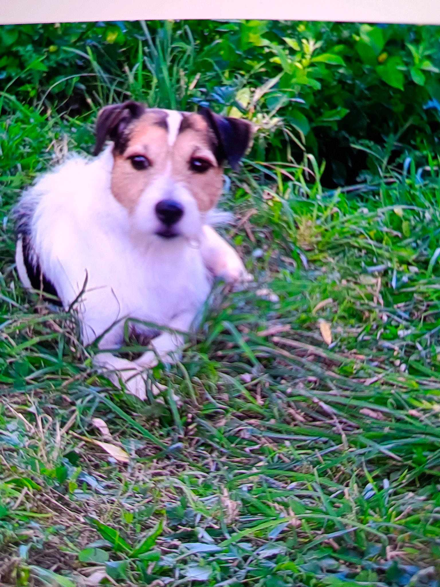 Loucky a rejoint le concours — aidez-le/la à gagner de superbes lots ! ancient_dog_breeds, canidae, carnivore, collie, companion_dog, dog, dog_breed, fawn, grass, groundcover, herding_dog, plant, rectangle, shetland_sheepdog, sporting_group, street_dog, tail, terrestrial_animal, whiskers, working_dog