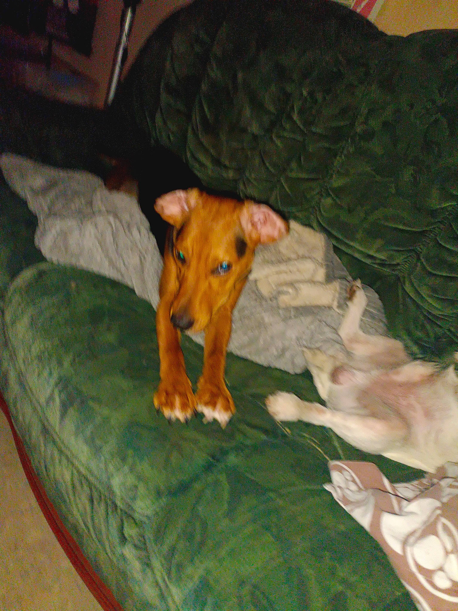 Ulysse participe au concours pour gagner de l'argent avec cette photo : bed, bedding, canidae, carnivore, comfort, companion_dog, dog, dog_breed, dog_supply, fawn, felidae, linens, room, sporting_group, tail, terrestrial_animal, toy_dog, whiskers, wood, working_animal