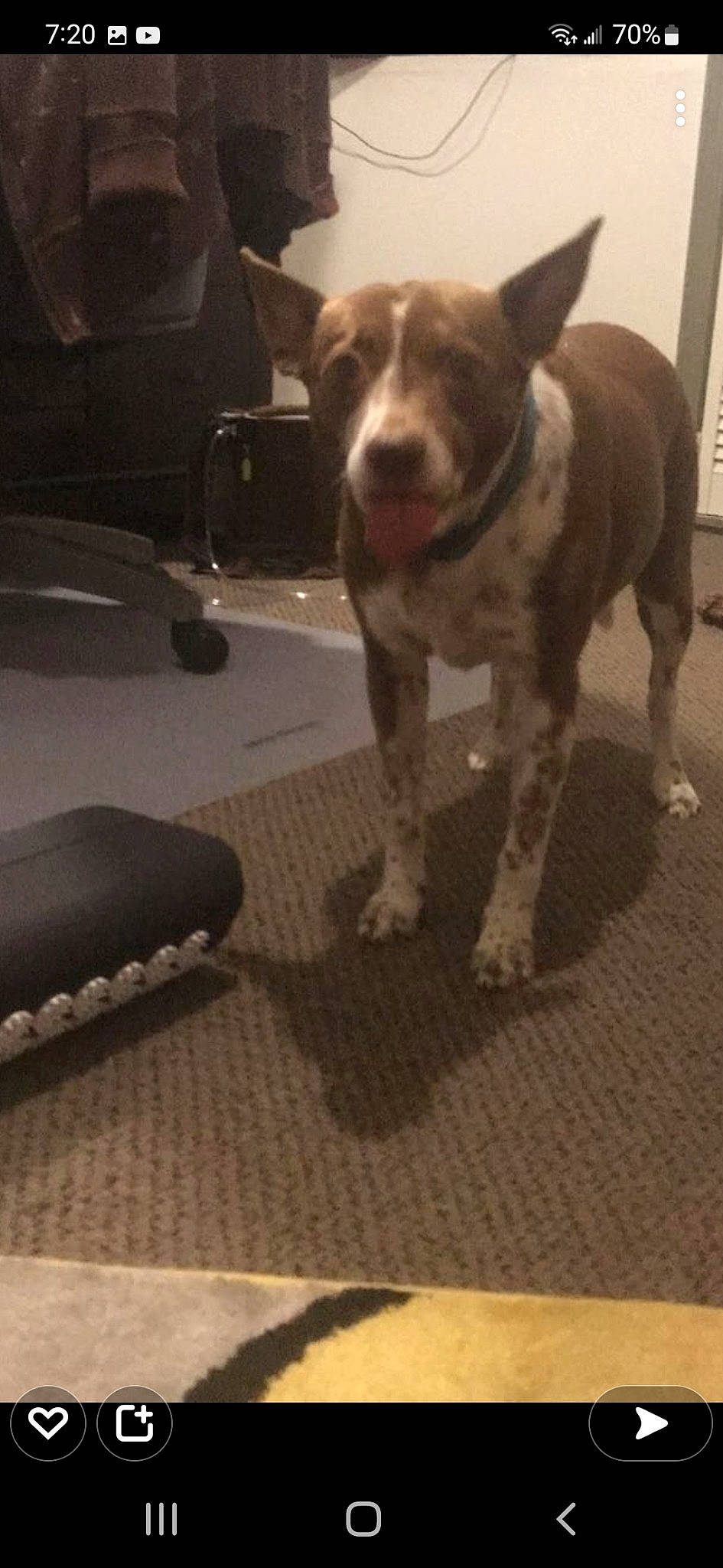 Reba joined the competition — help win amazing prizes! automotive_tire, canidae, carnivore, collar, companion_dog, dog, dog_breed, fawn, fender, floor, flooring, gas, liver, snout, sporting_group, synthetic_rubber, tail, tread, whiskers, working_animal