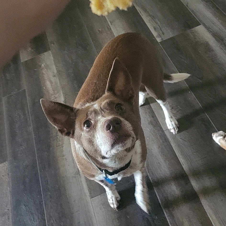 Reba