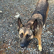 Flower joined the competition — help win amazing prizes! dog, animal, pet, frisbee, gravel, outdoor, playful, ears, alert, brown_fur, black_fur, tail, vehicle_tire, ground, grass, sunlight, looking_up, toy, happy, nature