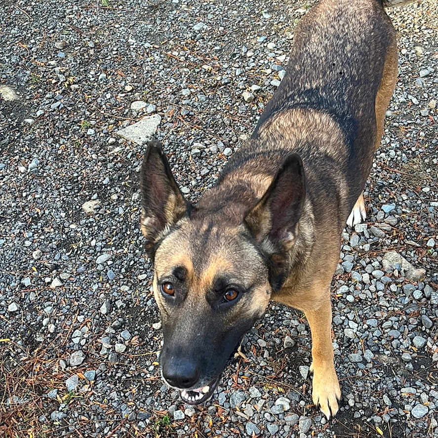 Flower joined the competition — help win amazing prizes! alert, animal, black_fur, brown_fur, dog, ears, frisbee, grass, gravel, ground, happy, looking_up, nature, outdoor, pet, playful, sunlight, tail, toy, vehicle_tire