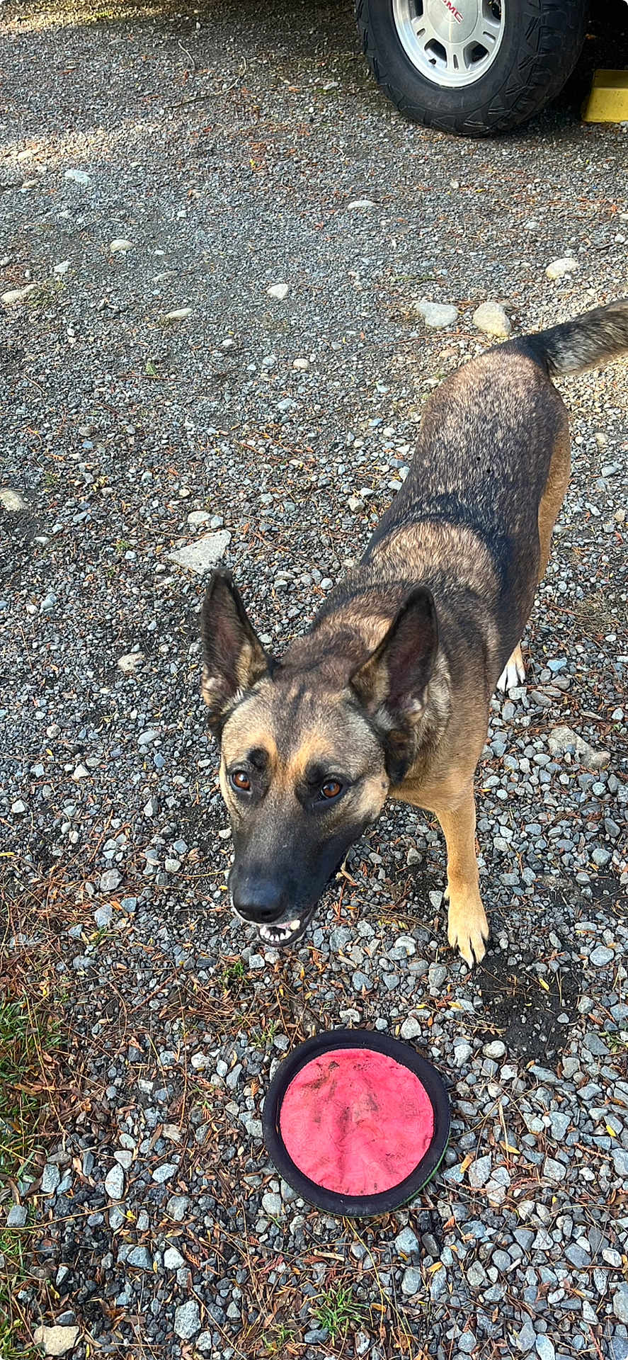 Flower joined the competition — help win amazing prizes! dog, animal, pet, frisbee, gravel, outdoor, playful, ears, alert, brown_fur, black_fur, tail, vehicle_tire, ground, grass, sunlight, looking_up, toy, happy, nature