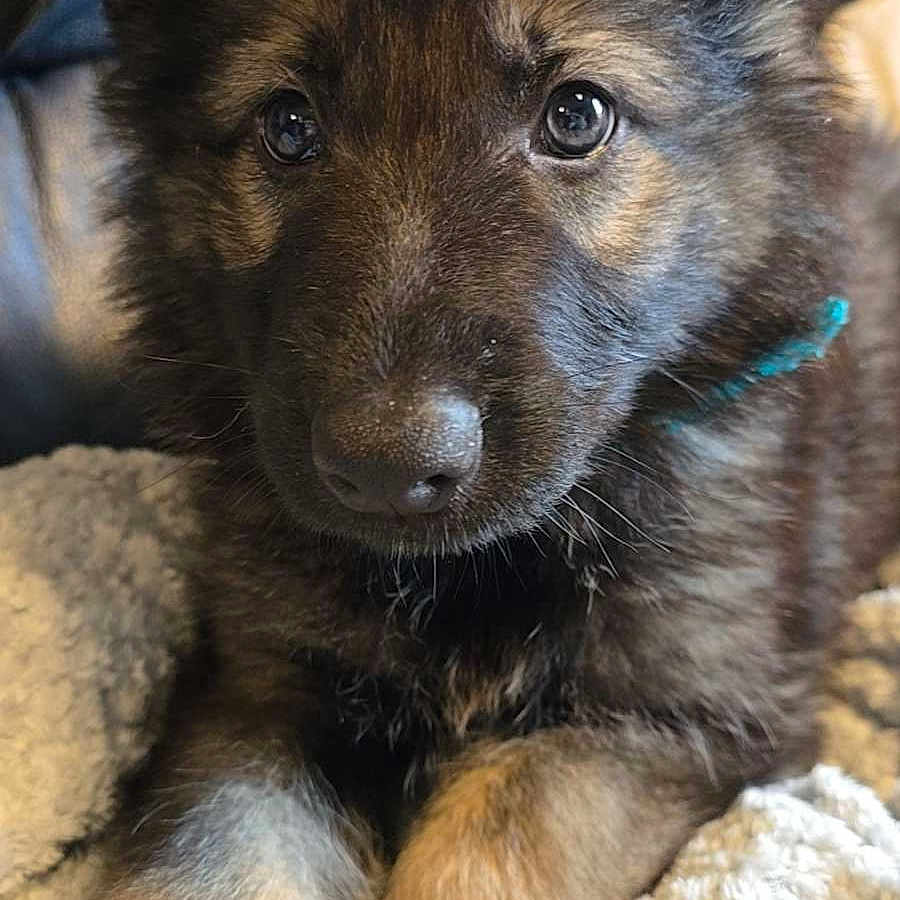 Bear is registered to the contest to win money with this photo: animal, ball, canine, couch, coyote, dog, football, furniture, germanshepherd, goldenretriever, hound, husky, labradorretriever, pet, puppy, snout, soccer, soccerball, sport, terrier