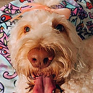 Lucy joined the competition — help win amazing prizes! animal, blanket, close_up, colorful, curly_fur, cute, dog, friendly, fur, happy, indoor, lying_down, mammal, nose, pet, pink_bow, playful, portrait, tongue_out, whiskers