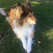 Mango a rejoint le concours — aidez-le/la à gagner de superbes lots ! animal, canine, collie, companion, daytime, dog, fluffy, friendly, fur, grass, laying, mammal, nature, outdoor, park, pet, quiet, relaxed, side_view, sunlight