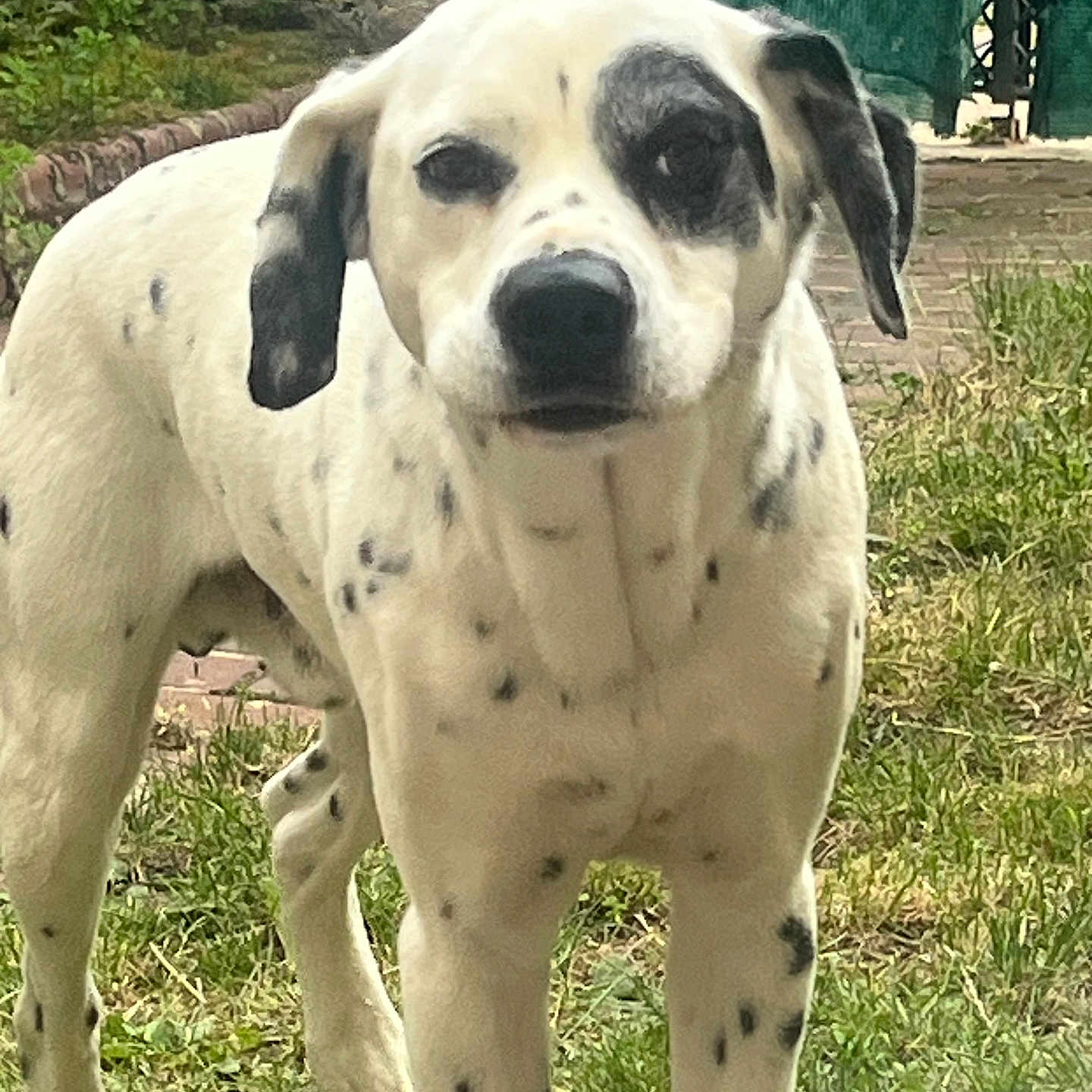 Clyde a rejoint le concours — aidez-le/la à gagner de superbes lots ! dog, white_dog, black_spots, outdoor, grass, pet, animal, canine, backyard, fence, stone_wall, curious, standing, ears, nature, daylight, muzzle, spot_pattern, four_legs, domestic_animal