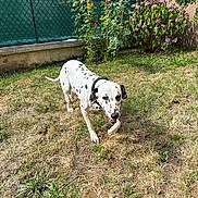 Tahiti a rejoint le concours — aidez-le/la à gagner de superbes lots ! dog, dalmatian, grass, garden, flower, plant, outdoor, pet, canine, sunlight, greenery, fence, yard, nature, animal, walking, summer, happy, collar, spot