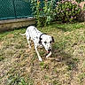 animal, canine, collar, dalmatian, dog, fence, flower, garden, grass, greenery, happy, nature, outdoor, pet, plant, spot, summer, sunlight, walking, yard