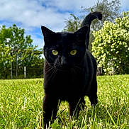 Saba a rejoint le concours — aidez-le/la à gagner de superbes lots ! black_cat, cat, grass, greenery, outdoor, animal, nature, yellow_eyes, feline, pet, sunlight, daytime, sky, clouds, tree, shrub, tail_up, close_up, walking, curious