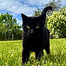 black_cat, cat, grass, greenery, outdoor, animal, nature, yellow_eyes, feline, pet, sunlight, daytime, sky, clouds, tree, shrub, tail_up, close_up, walking, curious