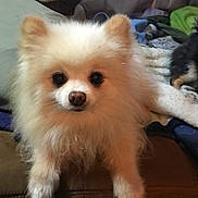Jack is registered to the contest to win money with this photo: animal, blanket, companion, couch, cozy, cute, dog, domestic, eyes, face, fluffy, front_paws, fur, indoor, living_room, pet, pomeranian, resting, small_dog, white