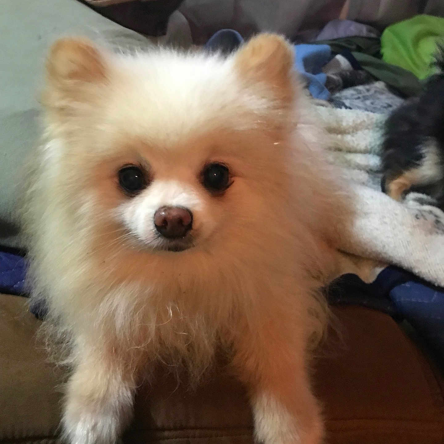 Jack is registered to the contest to win money with this photo: animal, blanket, companion, couch, cozy, cute, dog, domestic, eyes, face, fluffy, front_paws, fur, indoor, living_room, pet, pomeranian, resting, small_dog, white