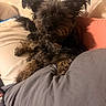 Charlie joined the competition — help win amazing prizes! animal, bed, bedding, bedroom, black_dog, blanket, close_up, cozy, curly_fur, cute, dog, floppy_ears, indoor, lying_down, pet, pillows, portrait, resting, scruffy_dog, small_dog