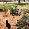 Charlie joined the competition — help win amazing prizes! dog, flowers, garden, garden_decor, gnome, grass, hostas, landscape, mulch, outdoor, pet, plants, residential_area, road, spring, stepping_stones, tree, tree_stump, windmill, yard