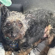 Charlie is registered to the contest to win money with this photo: animal, black_fur, blanket, bone_tag, brown_eyes, brown_fur, close_up, collar, cozy, curled_up, curly_fur, dog, dog_tag, floppy_ears, indoors, lying_down, pet, portrait, relaxed, scruffy_dog