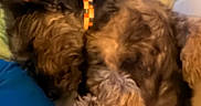 Charlie is registered to the contest to win money with this photo: animal, bed, blanket, brown_dog, closeup, collar, cozy, curly_fur, dog, fluffy, home, indoor, lying_down, orange_collar, pet, portrait, relaxed, sleeping, upside_down, warm_lighting