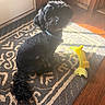 animal, banana_toy, black_dog, collar, companion, dog, fluffy, home, indoor, long_hair, patterned_rug, pet, portrait, rug, sitting, small_dog, sunlight, toy, warm_lighting, wooden_floor