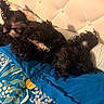 Archje is registered to the contest to win money with this photo: animal, bed, bedding, black_dogs, blue_quilt, cozy, curly_fur, cute, dogs, floral_pattern, fluffy, indoors, lying_down, pet, playful, portrait, puppies, relaxed, sleeping, tufted_headboard