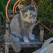 Stuffycat joined the competition — help win amazing prizes! kitten, cat, fluffy, gray_cat, wooden_chair, garden, foliage, greenery, outdoor, pet, animal, collar, curious, sitting, nature, plants, rustic, daylight, cute, small