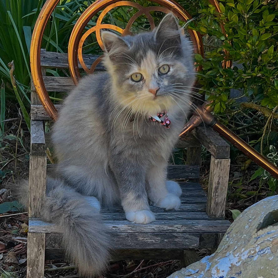 Stuffycat joined the competition — help win amazing prizes! animal, cat, collar, curious, cute, daylight, fluffy, foliage, garden, gray_cat, greenery, kitten, nature, outdoor, pet, plants, rustic, sitting, small, wooden_chair