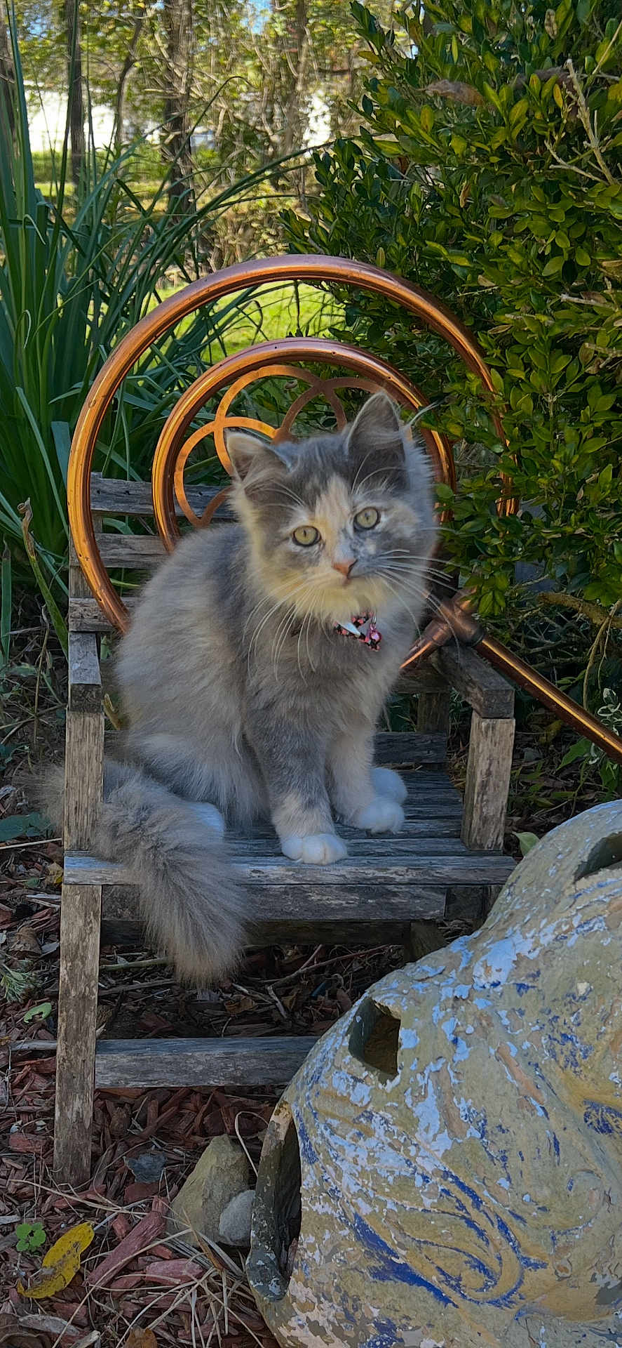 Stuffycat joined the competition — help win amazing prizes! kitten, cat, fluffy, gray_cat, wooden_chair, garden, foliage, greenery, outdoor, pet, animal, collar, curious, sitting, nature, plants, rustic, daylight, cute, small