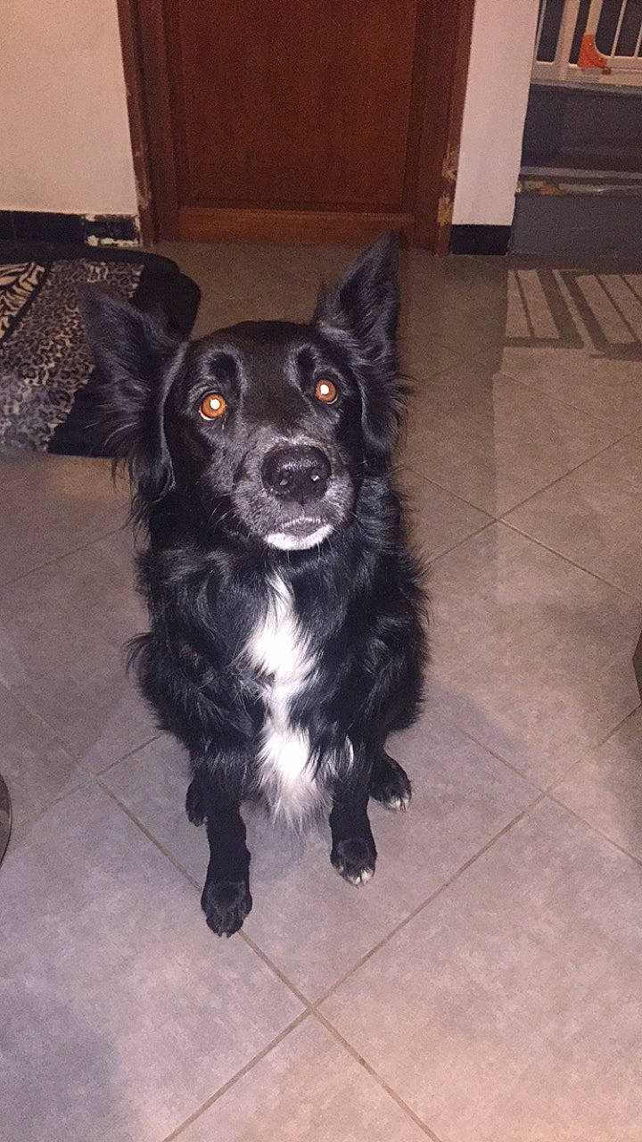 Nesko a rejoint le concours — aidez-le/la à gagner de superbes lots ! borador, canidae, carnivore, companion_dog, dog, dog_breed, flooring, fur, hardwood, snout, sporting_group, tail, tile_flooring, whiskers, working_animal, working_dog