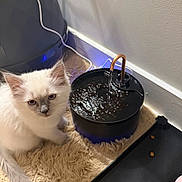 Neelo is registered to the contest to win money with this photo: cat, kitten, pet, fluffy_fur, blue_eyes, water_fountain, water_bowl, cat_food, mat, indoor, carpet, paw, curious, close_up, white_wall, power_cord, plastic_tray, feeding_station, playful, household_item