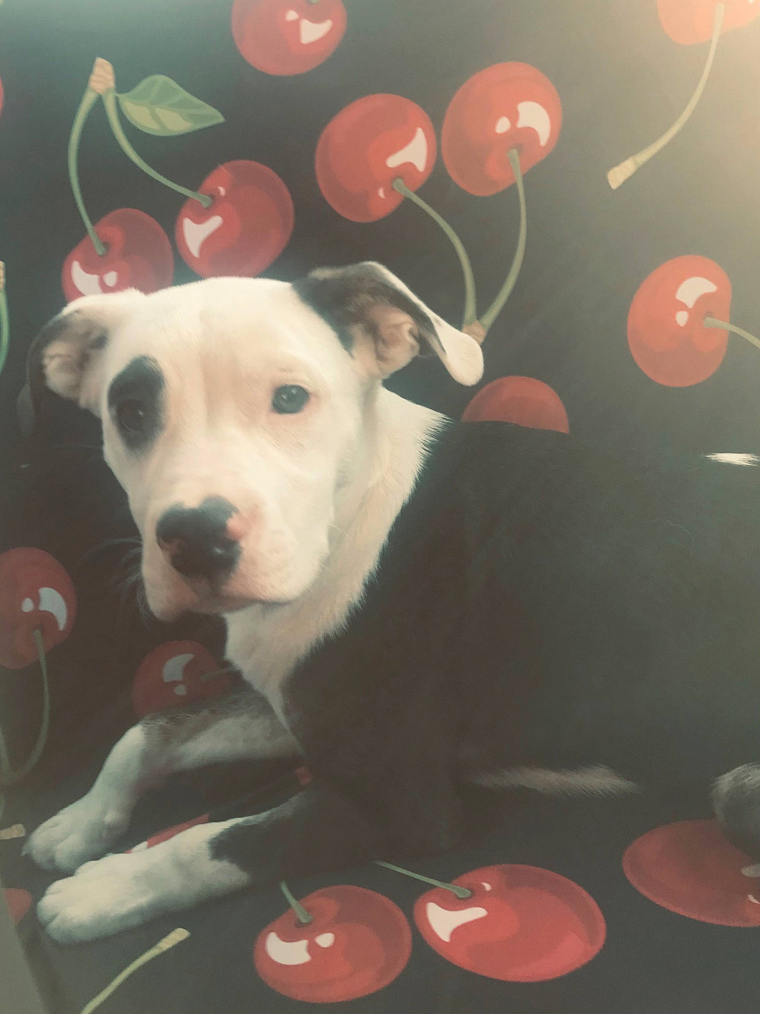 King is registered to the contest to win money with this photo: bowl, canidae, carnivore, circle, companion_dog, darkness, dog, dog_breed, event, fawn, guard_dog, non_sporting_group, party_supply, pattern, snout, still_life_photography, tableware, tail, toy, working_animal