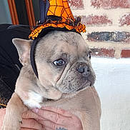 Lucie a rejoint le concours — aidez-le/la à gagner de superbes lots ! dog, french_bulldog, puppy, costume, hat, orange, black, hands, tattoo, brick_wall, white_wall, pet, animal, cute, portrait, indoor, closeup, face, ears, wrinkles